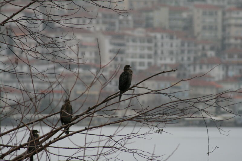 Pygmy Cormorant