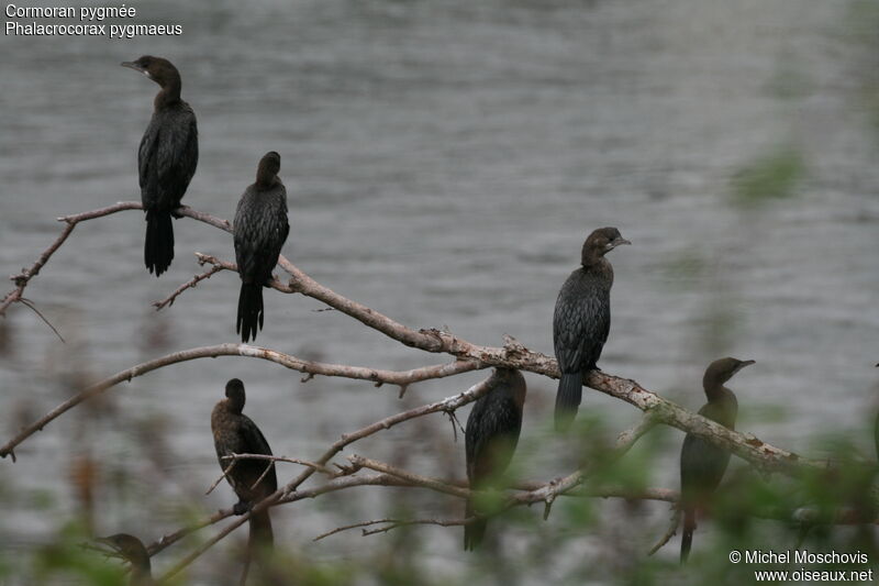 Pygmy Cormorant