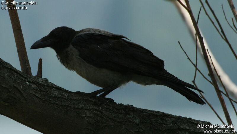 Hooded Crow, identification