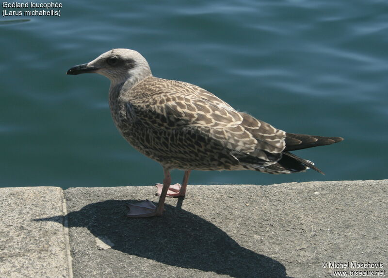 Yellow-legged Gull, identification