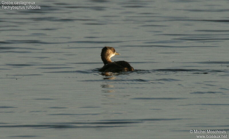 Little Grebe