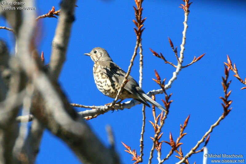 Mistle Thrush, identification