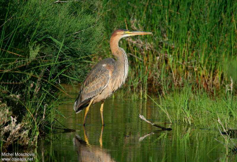 Héron pourpréimmature, identification