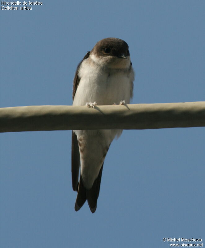 Western House Martin