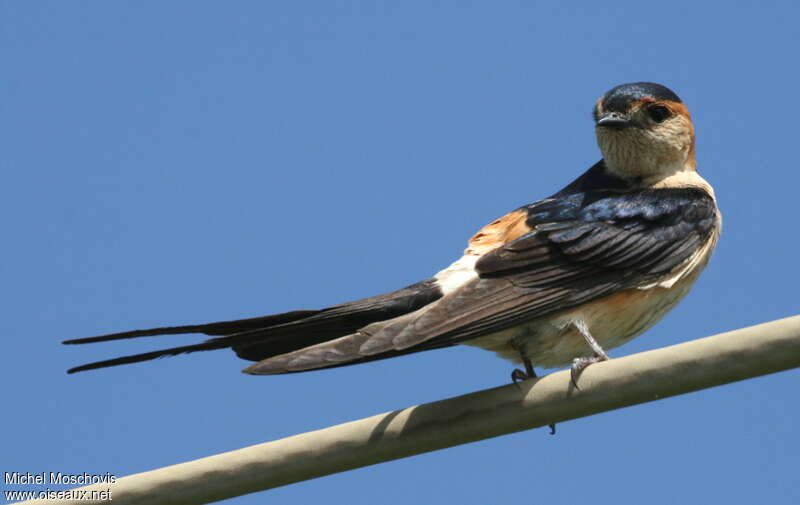 Red-rumped Swallowadult breeding, identification