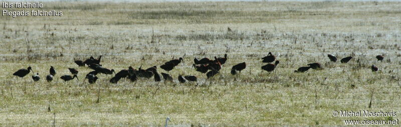 Ibis falcinelleadulte, Comportement