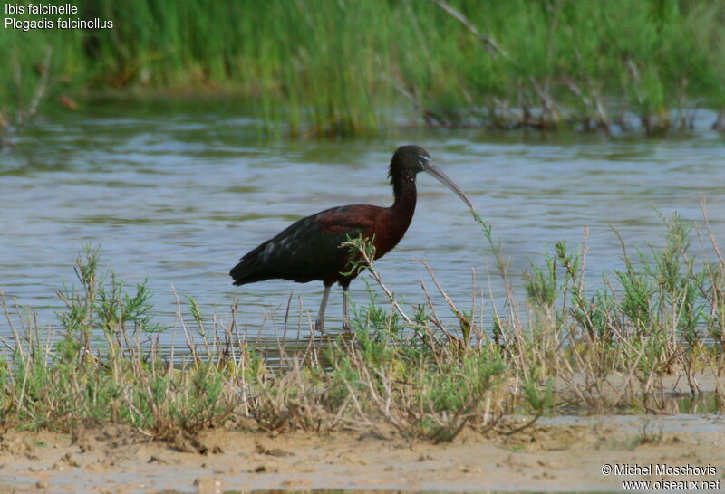 Glossy Ibisadult, identification