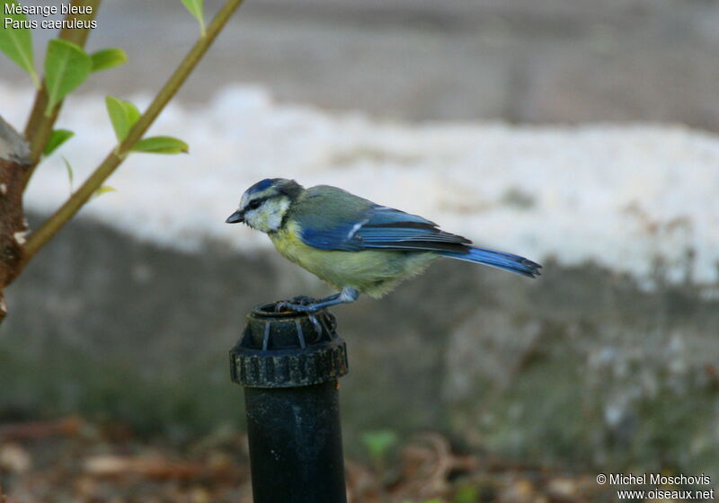 Eurasian Blue Tit, identification