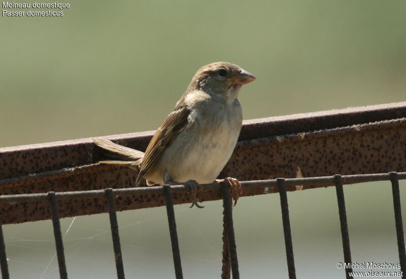 Moineau domestique femelle adulte