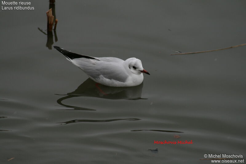 Mouette rieuseadulte internuptial