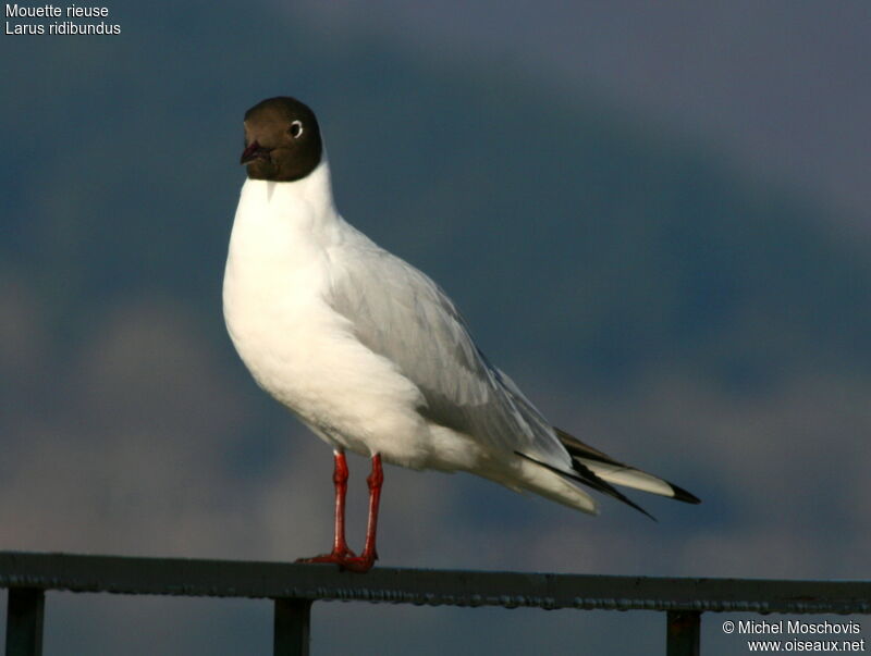 Black-headed Gulladult breeding, identification