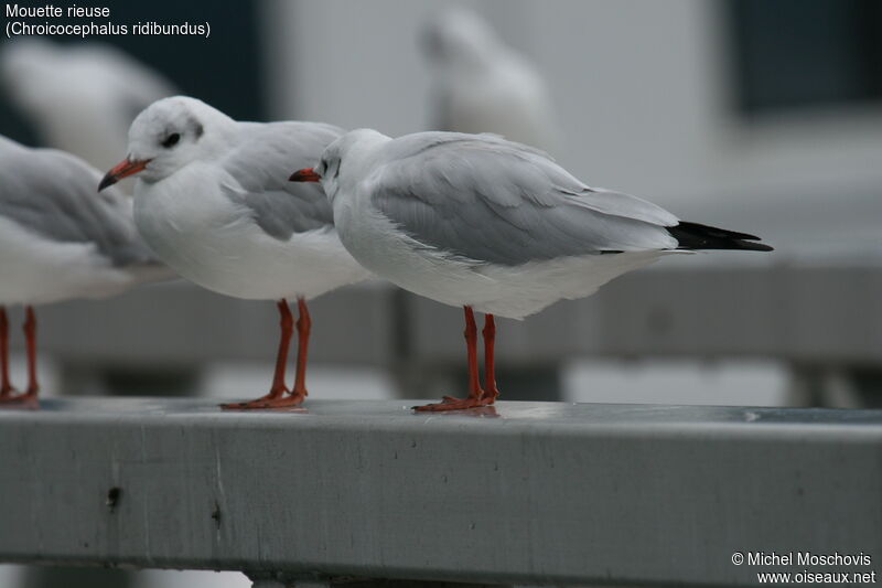 Mouette rieuse