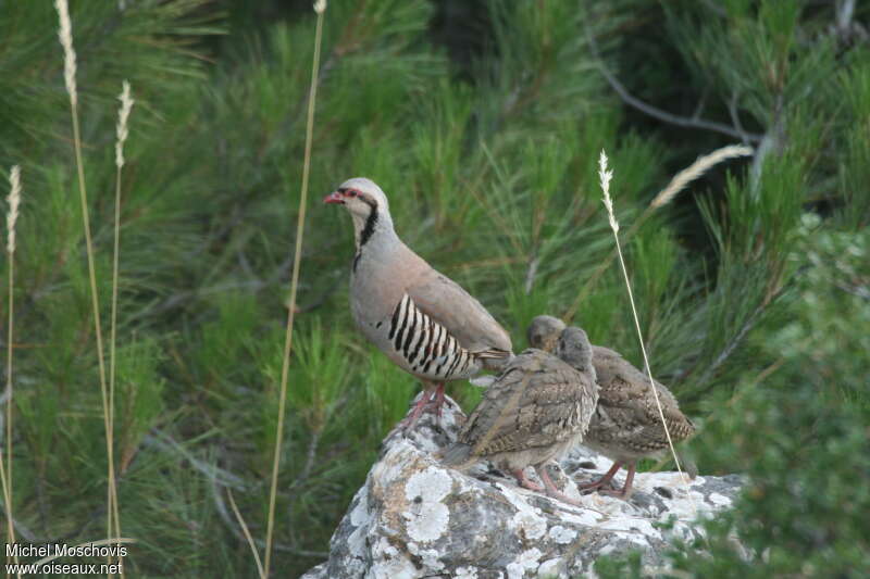 Chukar Partridge, habitat, aspect, Reproduction-nesting
