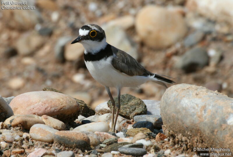 Little Ringed Plover female adult breeding, identification