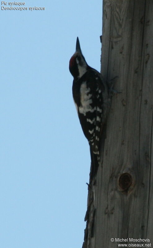 Pic syriaque, identification