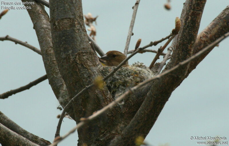 Eurasian Chaffinch female adult breeding, Behaviour