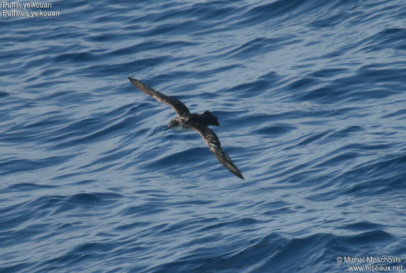 Yelkouan Shearwater