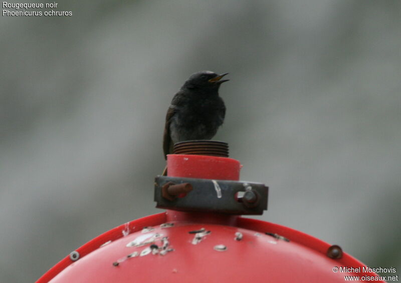 Black Redstartadult breeding