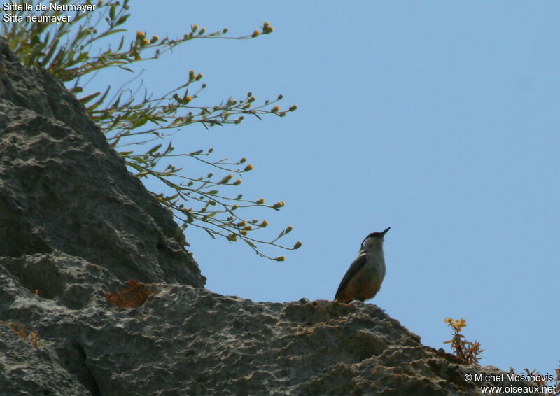 Western Rock Nuthatchadult, identification