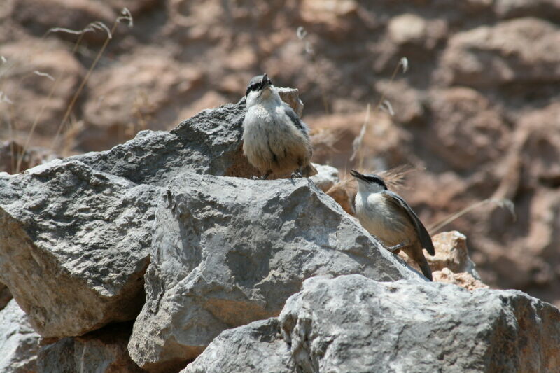 Western Rock Nuthatch