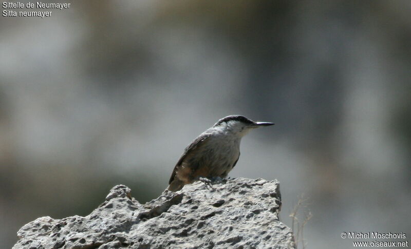 Western Rock Nuthatch