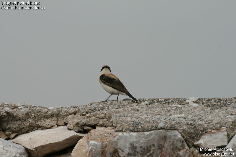 Eastern Black-eared Wheatear male