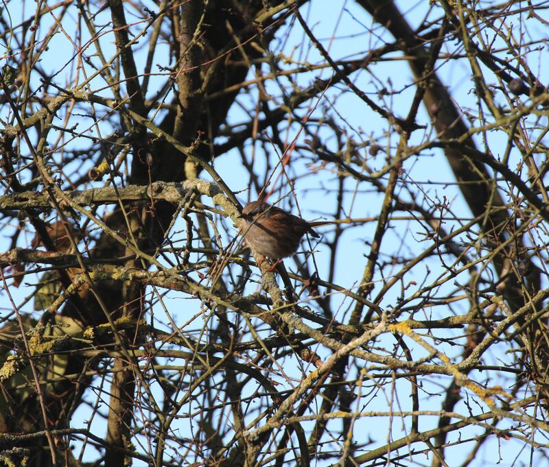 Dunnock