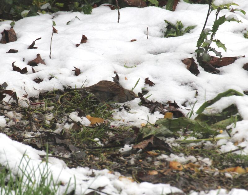 Dunnock