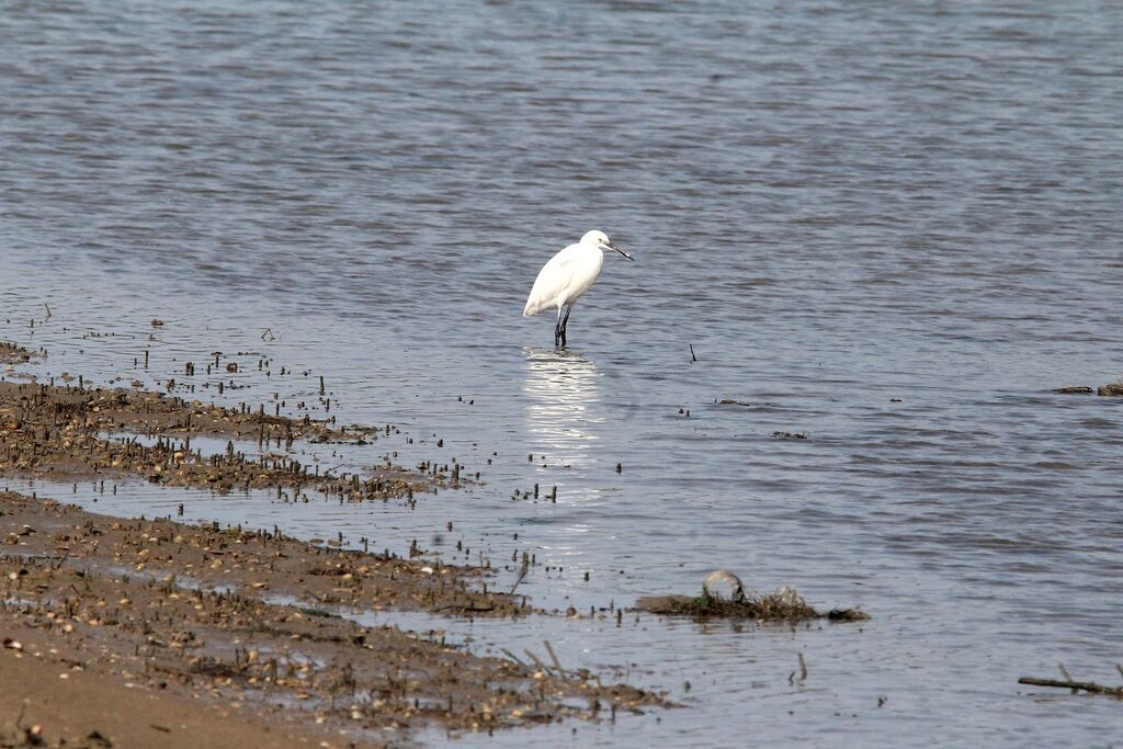 Aigrette garzette