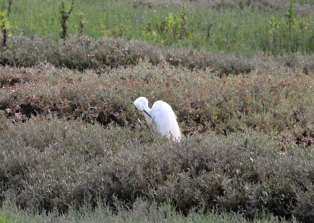 Aigrette garzette