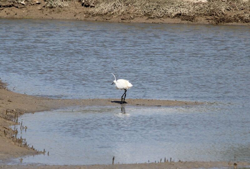 Little Egret