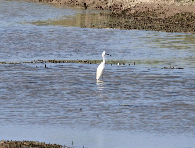 Little Egret