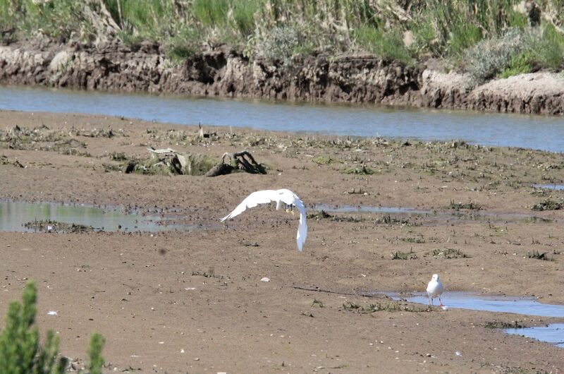 Little Egret