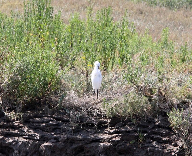 Aigrette garzette