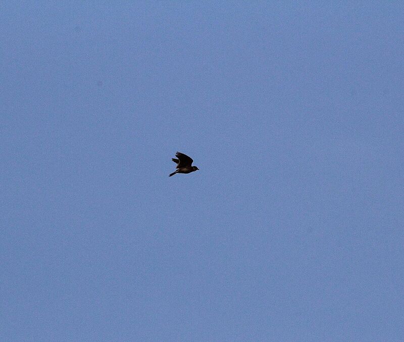 Eurasian Skylark