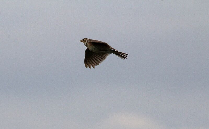 Eurasian Skylark