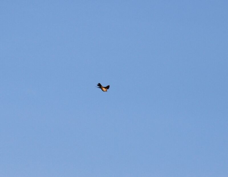 Eurasian Skylark