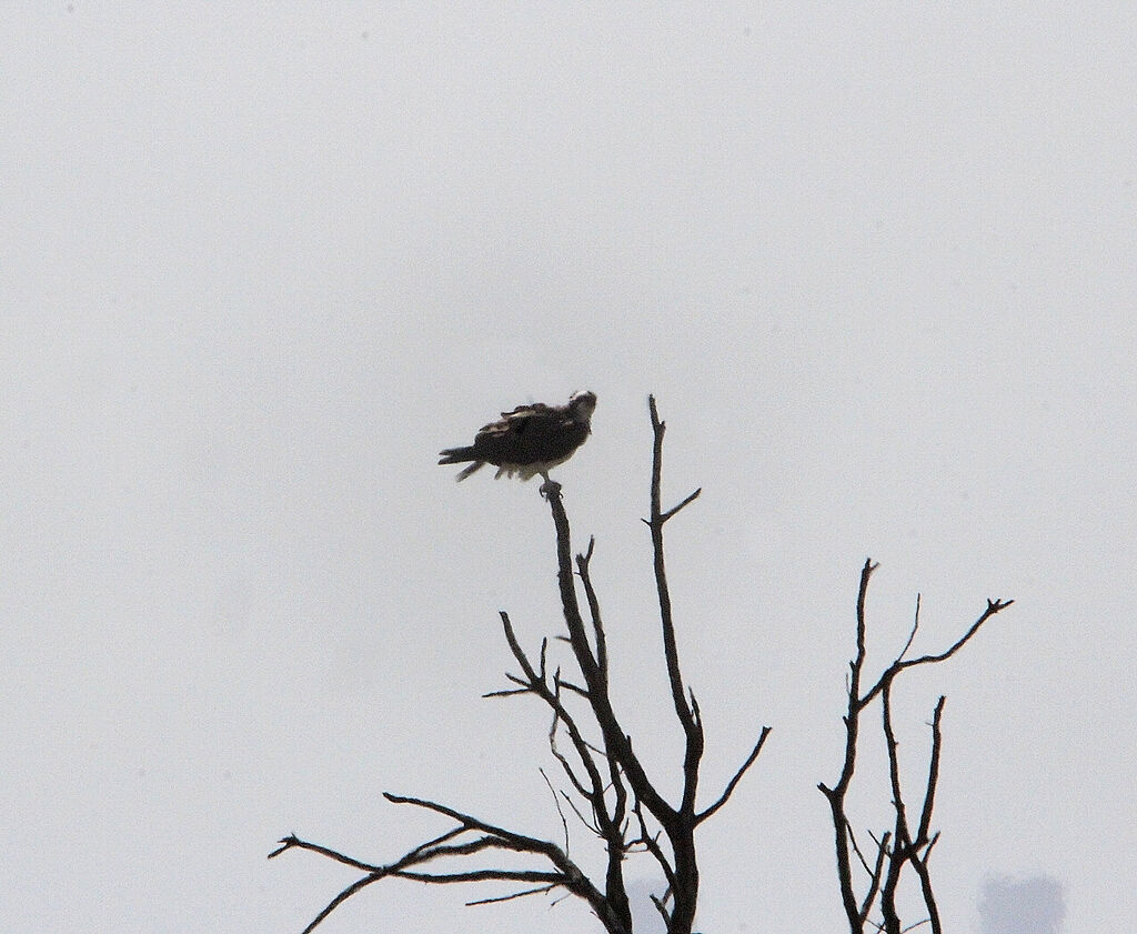 Osprey