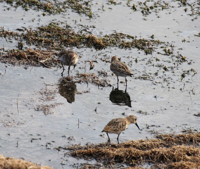 Bécasseau sanderling