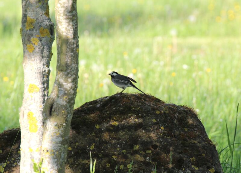 White Wagtail