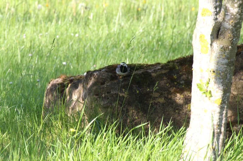 White Wagtail