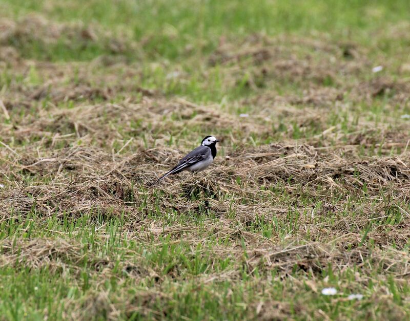 White Wagtail