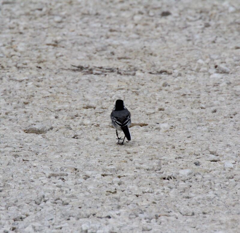 White Wagtail