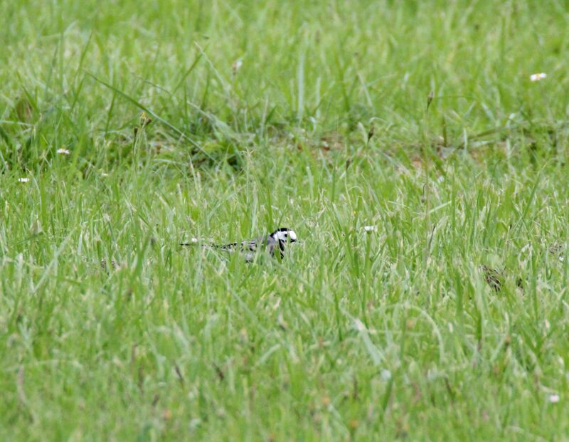 White Wagtail