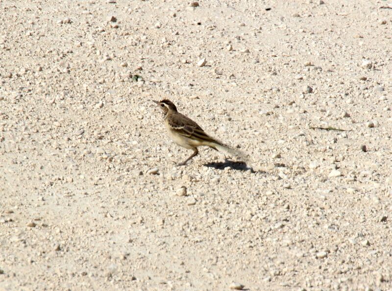 White Wagtail