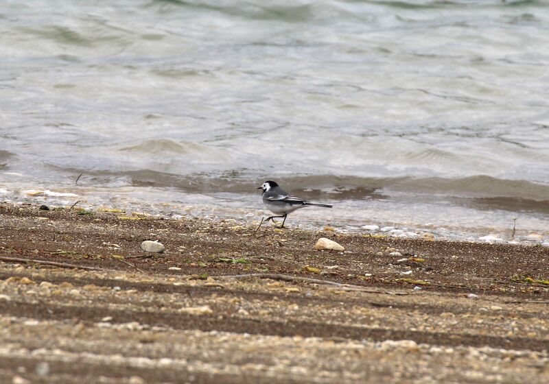 White Wagtail