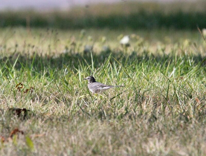 White Wagtail