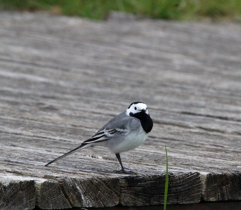 White Wagtail