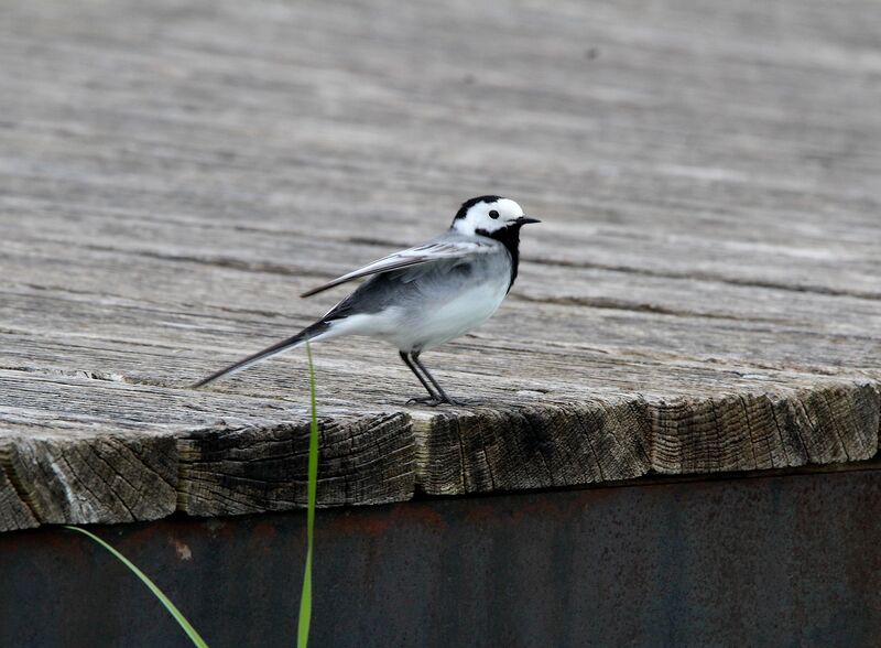 White Wagtail