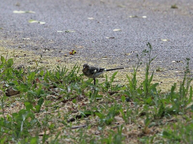 White Wagtail